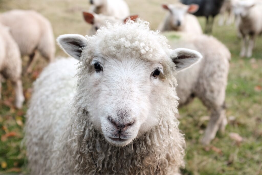 Schaf auf der Weide, welches in die Kamera blickt.